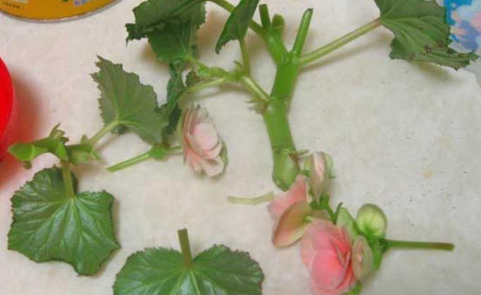 丽格海棠的种子,丽格海棠花种子什么样的