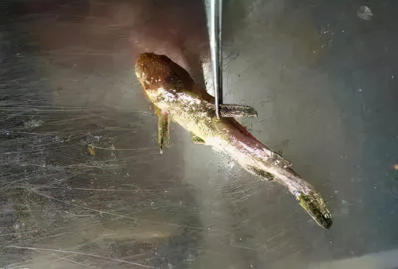 黄颡鱼感染小瓜虫后怎么处理,鱼被感染小瓜虫后的症状