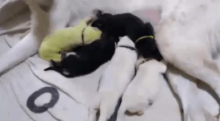 德牧生下白色幼崽,德牧生了8只苏联红