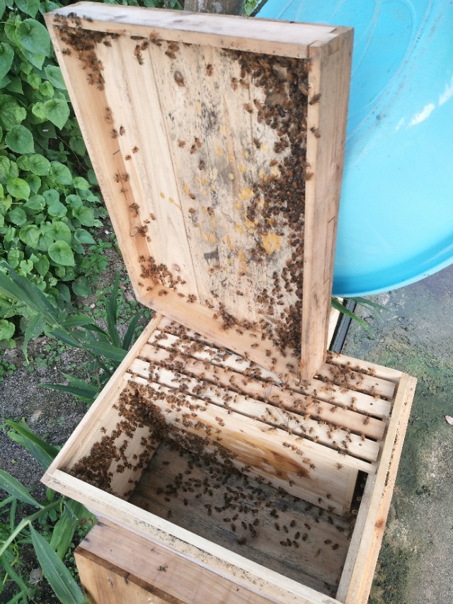 有一种蜜蜂很像蚂蚁尾部黄色,又大又黄的蜜蜂是什么