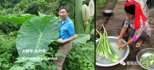 为什么长毛的火腿还能吃,长毛的火腿肠吃了会怎样