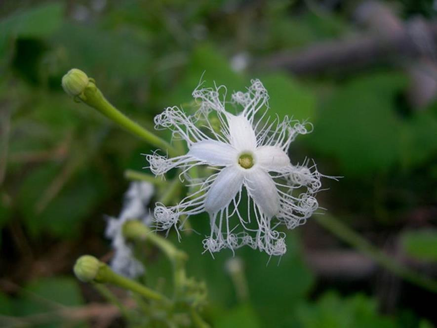 百种味道的果子,四季百种果子图片