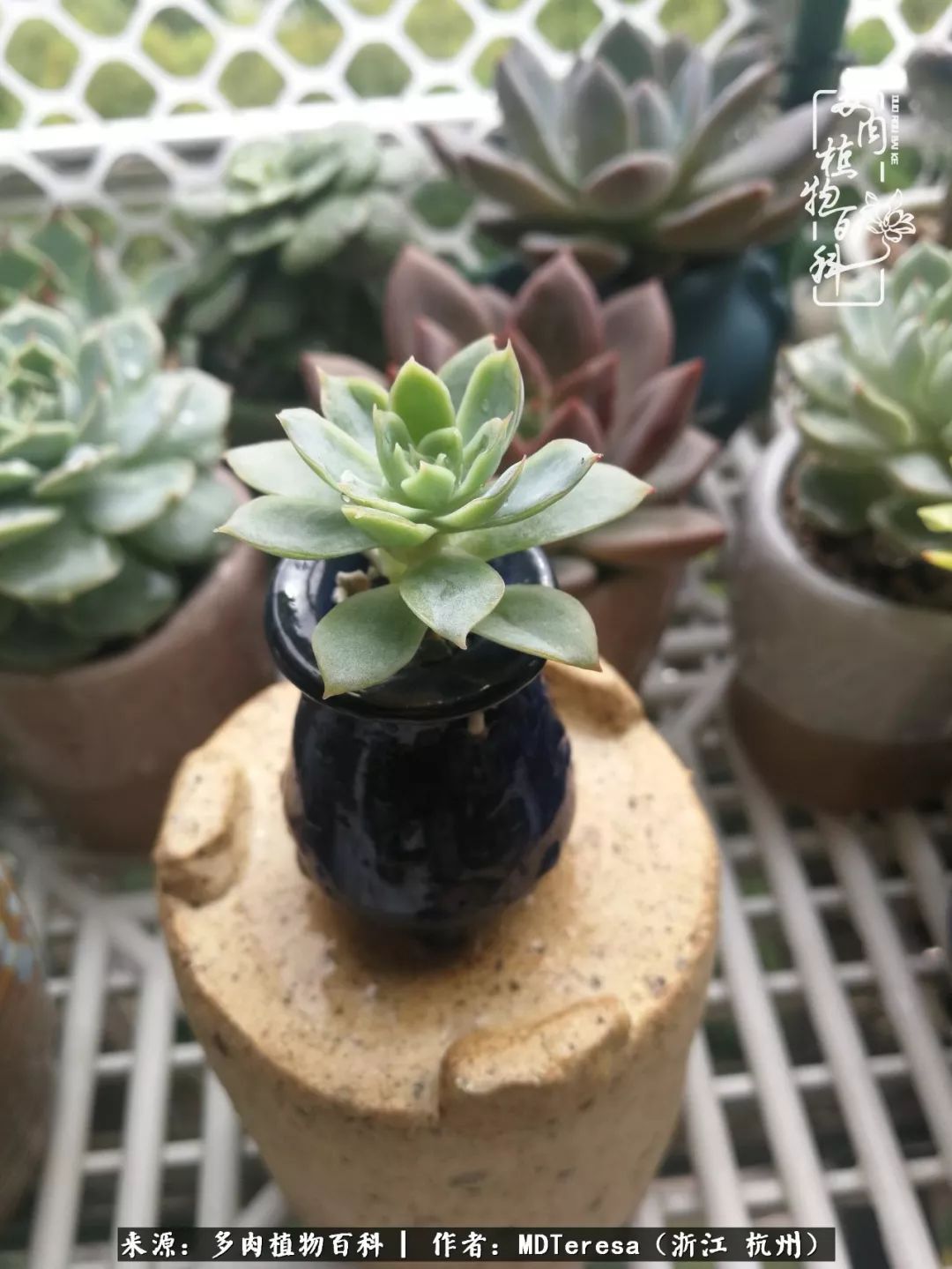 养好能养好的才是王道！期待多肉们的华丽转身