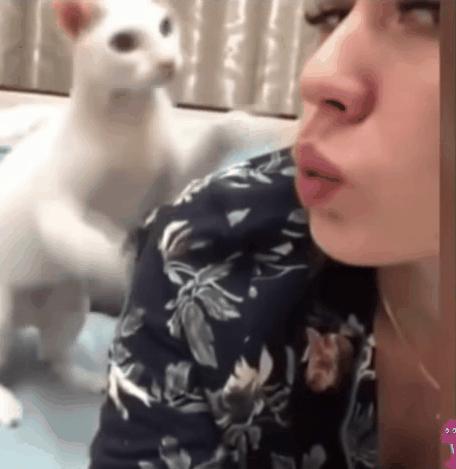 舔猫咪一口猫会有什么反应呢,猫咪特别容易舔毛是怎么回事