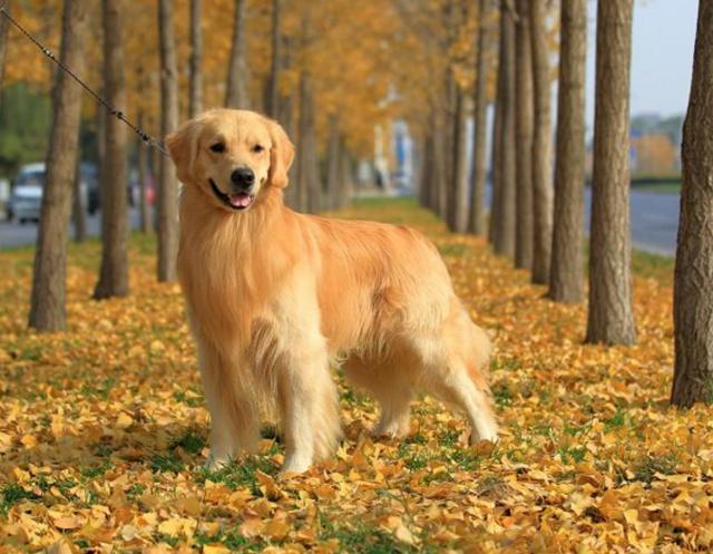 金毛怎么养才会不过尴尬期,金毛怎么养才是好的