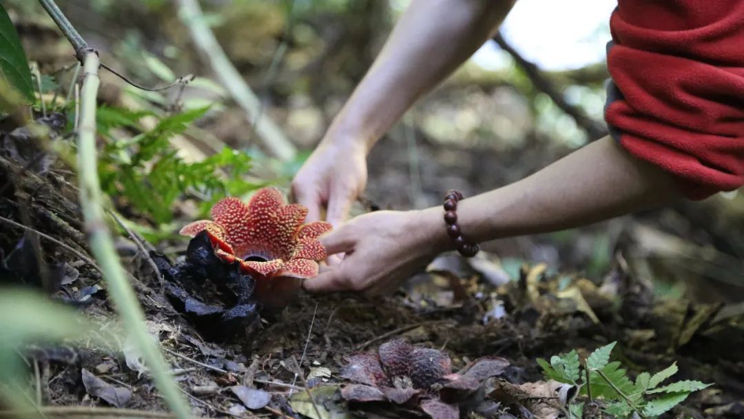 消失30年的寄生花再现,绝迹重生40