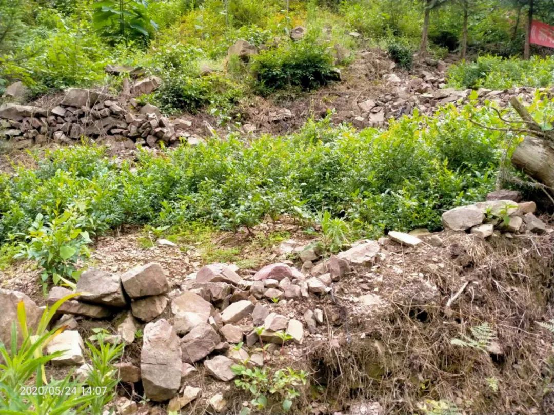 张家界的莓茶酥,张家界的莓茶是什么植物