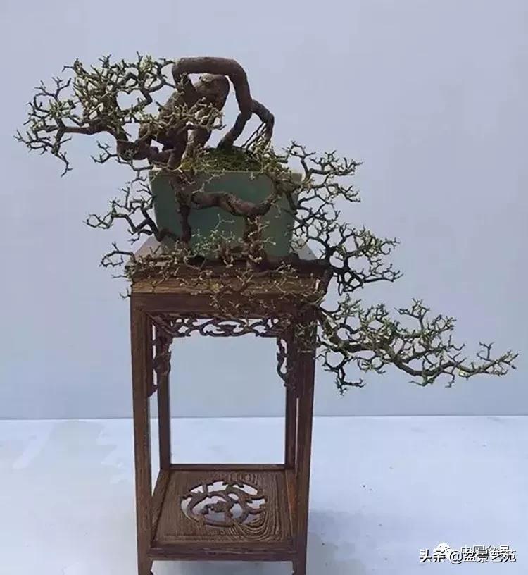 学盆景入门教程书,学习盆景制作视频