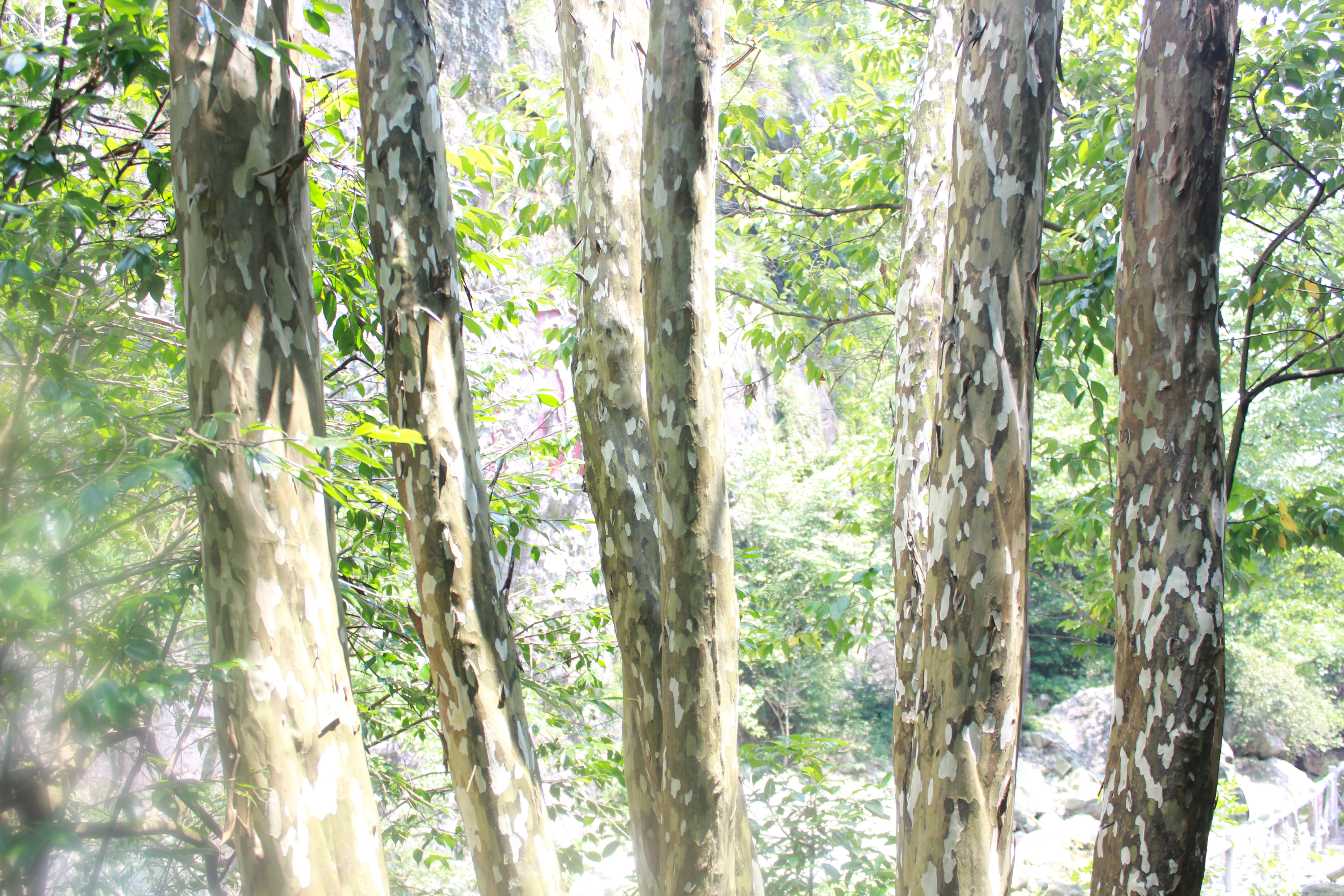 武汉周边避暑胜地｜端午武汉至咸宁九宫山2日自驾亲子游路线分享