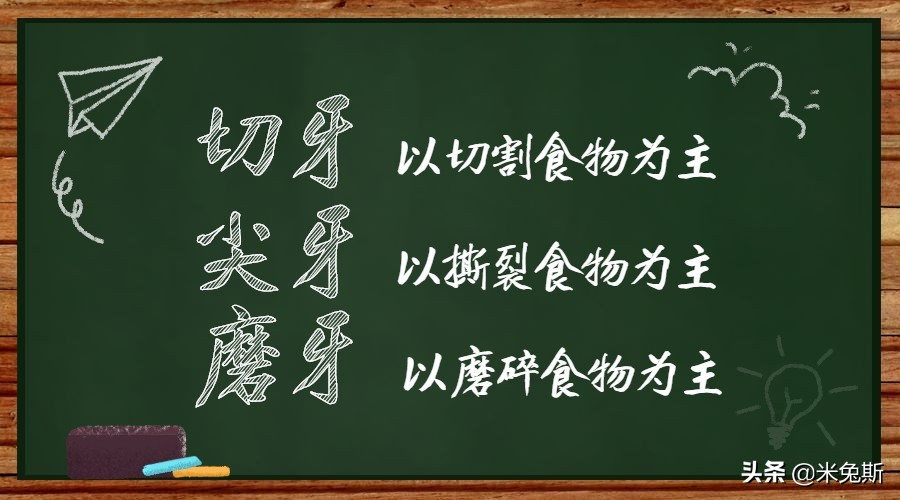 大家牙齿发育的怎么样,大家牙齿都长什么样