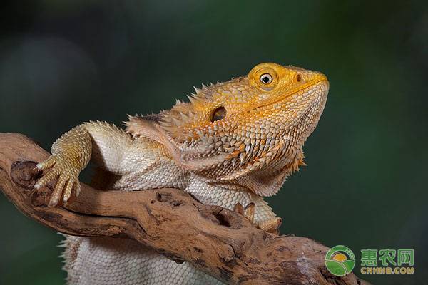 新手养蜥蜴选哪种蜥蜴好呢,三角蜥蜴的生活习性和特异功能