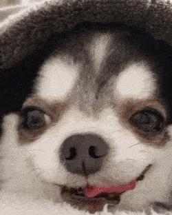 为什么狗鼻子很灵,为什么狗鼻子是凉的