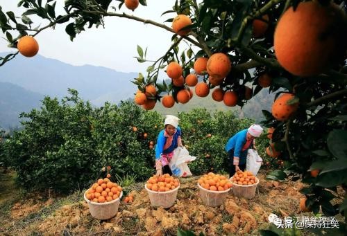 贵州比较出名的特产有哪些,贵州有哪些特产贵州最有名的特产