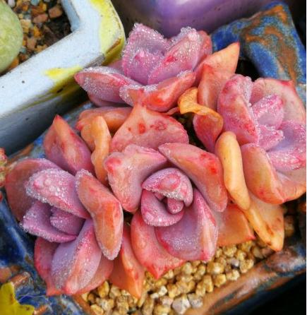 种多肉一年利润多少万正常,一亩地多肉利润