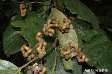 童年吃的野果视频,童年回忆农村人最爱的6大野果