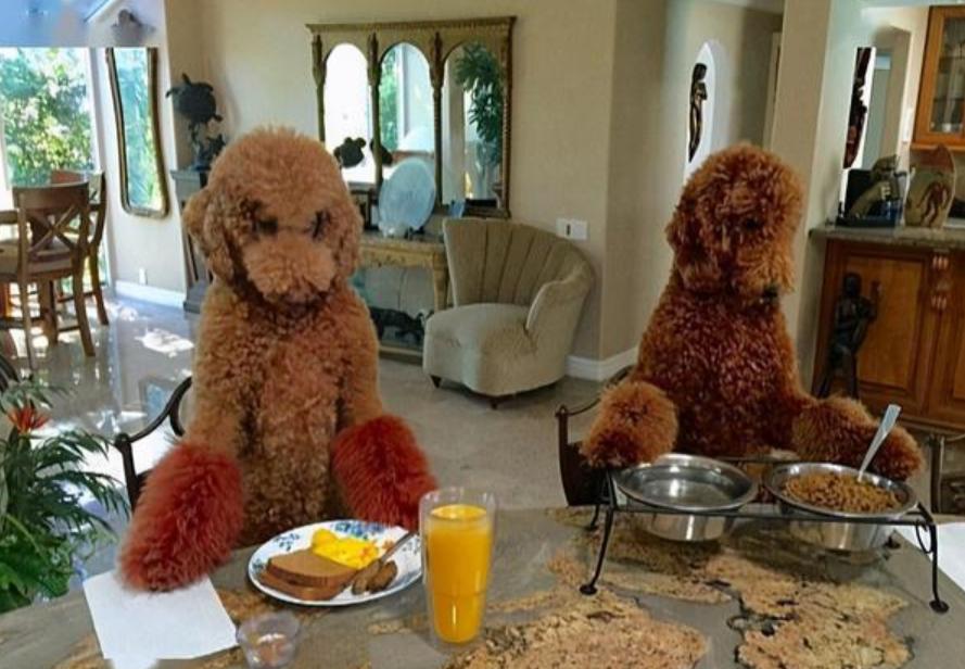 巨型贵宾犬毛色越来越淡怎么办,养一只巨型贵宾犬一个月多少钱