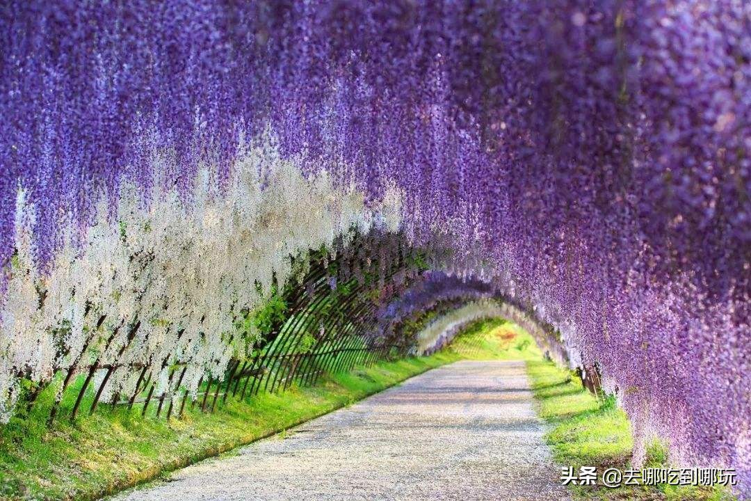 最新元旦增城大埔围花海门票,增城大埔围花海樱花节门票