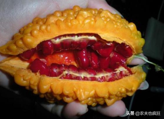 长得像熟了的苦瓜水果,长得像小苦瓜的东西是什么东西