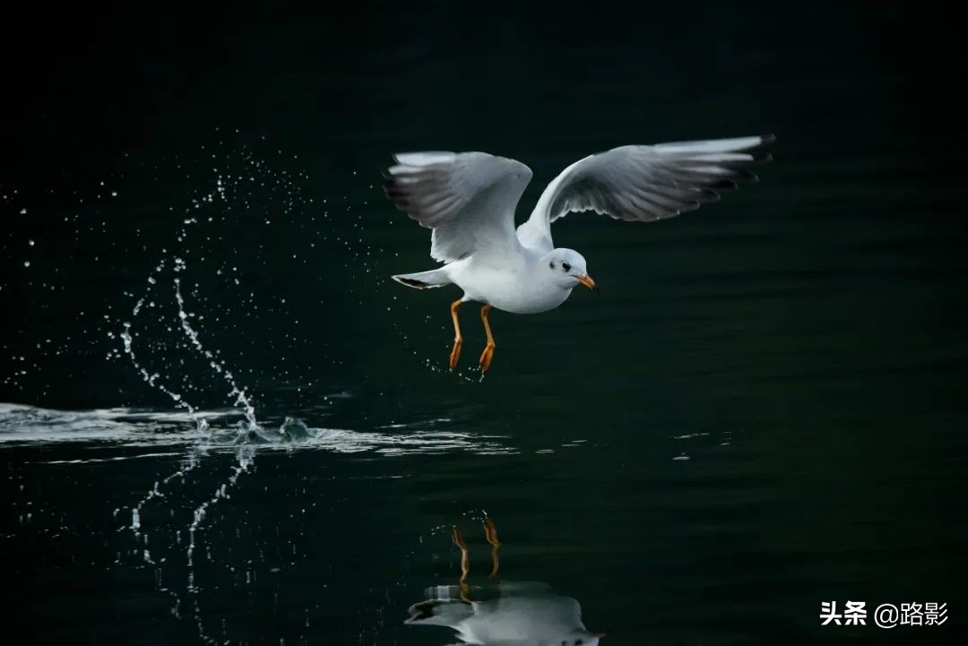 花重锦官城,花重锦官城长安