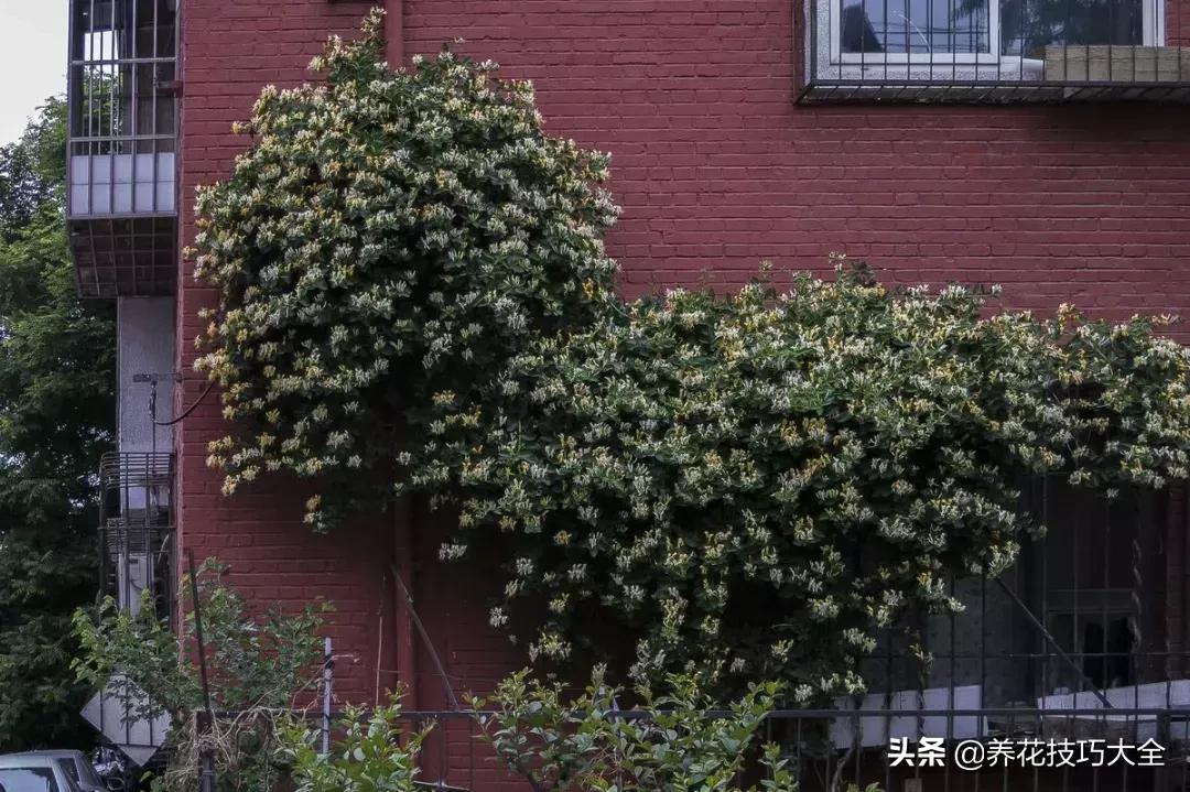 这十种爬藤花一开就是三年,3种极品爬藤花30天爬满庭院农村
