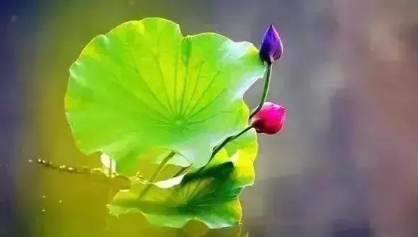 最美赏荷胜地,中国最美荷花美景排名前十