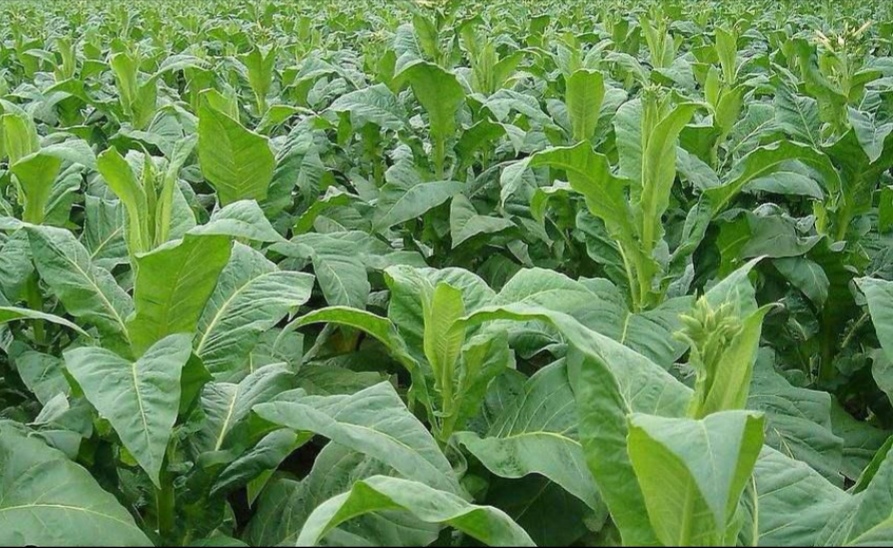 为什么我不吸烟？看看我的经历