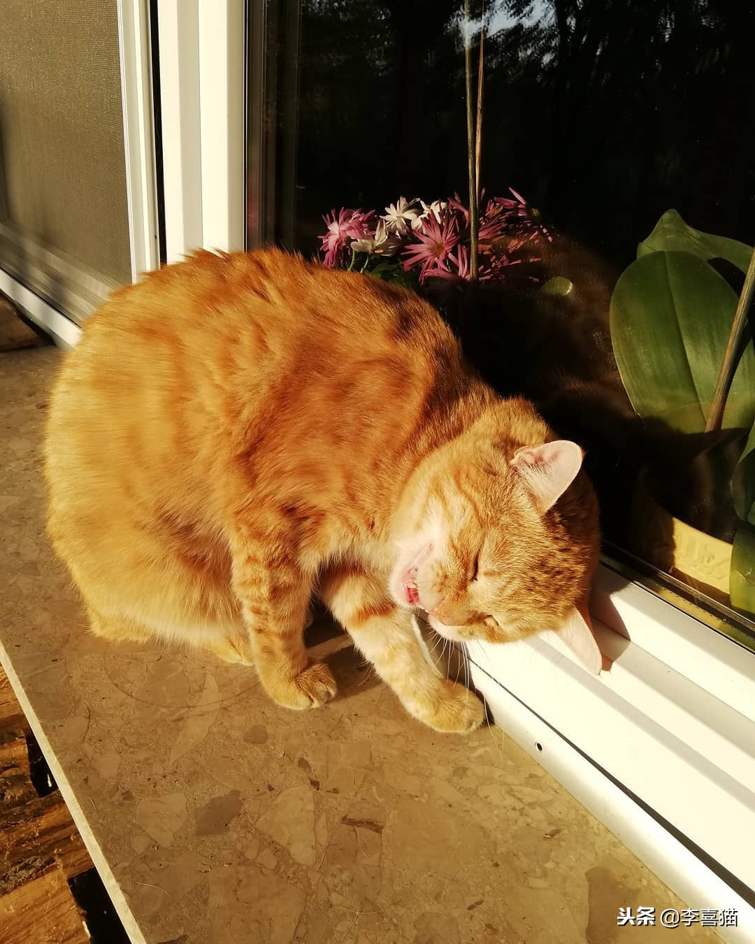 进口猫粮比国产猫粮好吗,进口猫粮和国产猫粮哪个好