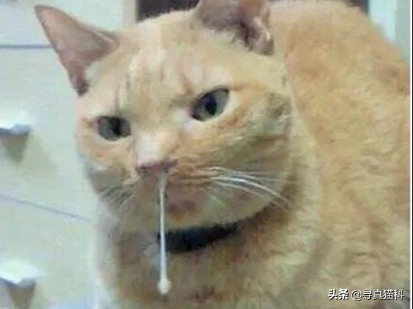猫传染性上呼吸道感染,猫传染性鼻支气管炎