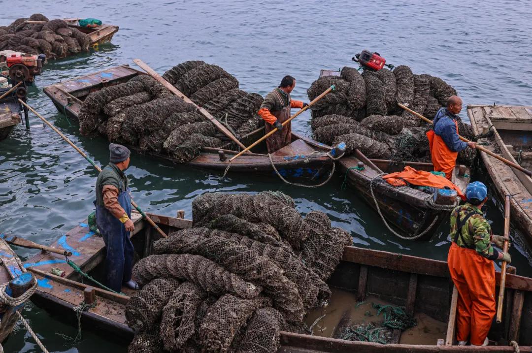 秋冬种植忙播种来年新希望,荣成扇贝分苗视频