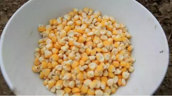 广西玉米种子哪个品种高产,玉米种子要选好