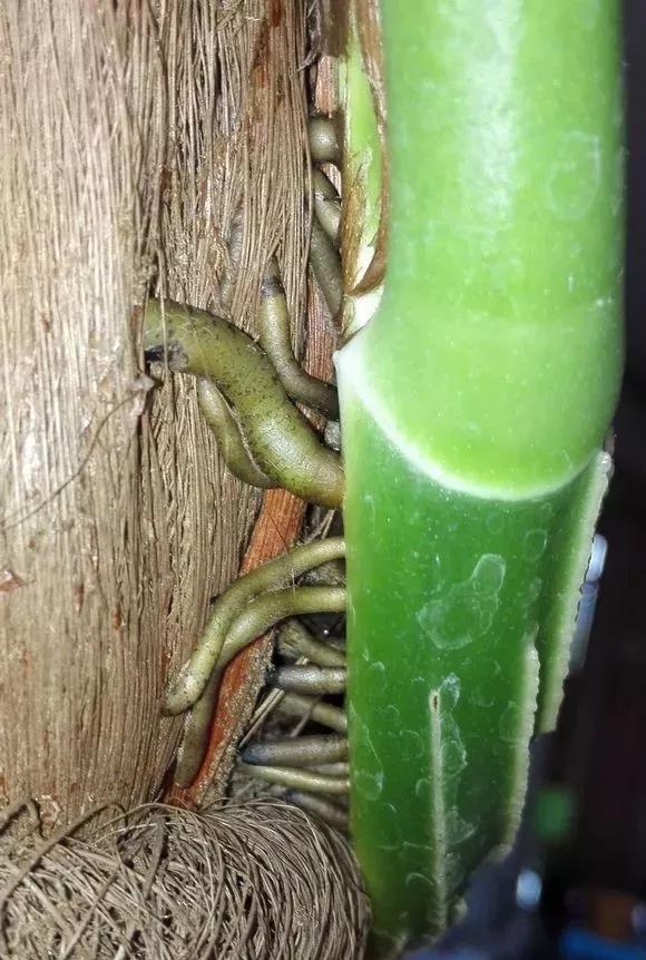 农村绿萝泛滥成灾,绿萝怎么防止烂根