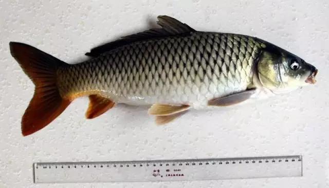 疫情过后一起去吃遍美食,疫情中的美食攻略