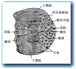 鱼鳞能有什么功效,鱼鳞有用吗