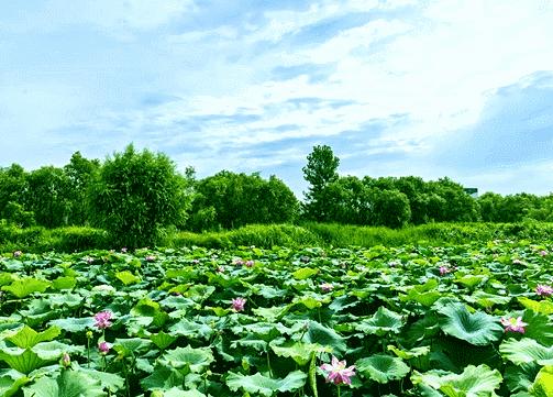 央视新闻直播西安夜景,央视直播西安奥体中心