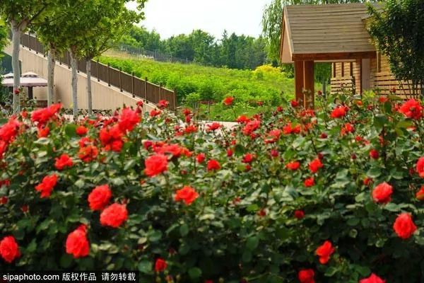 泡温泉玩水上滑梯,北京可以泡温泉又可以玩水上滑梯