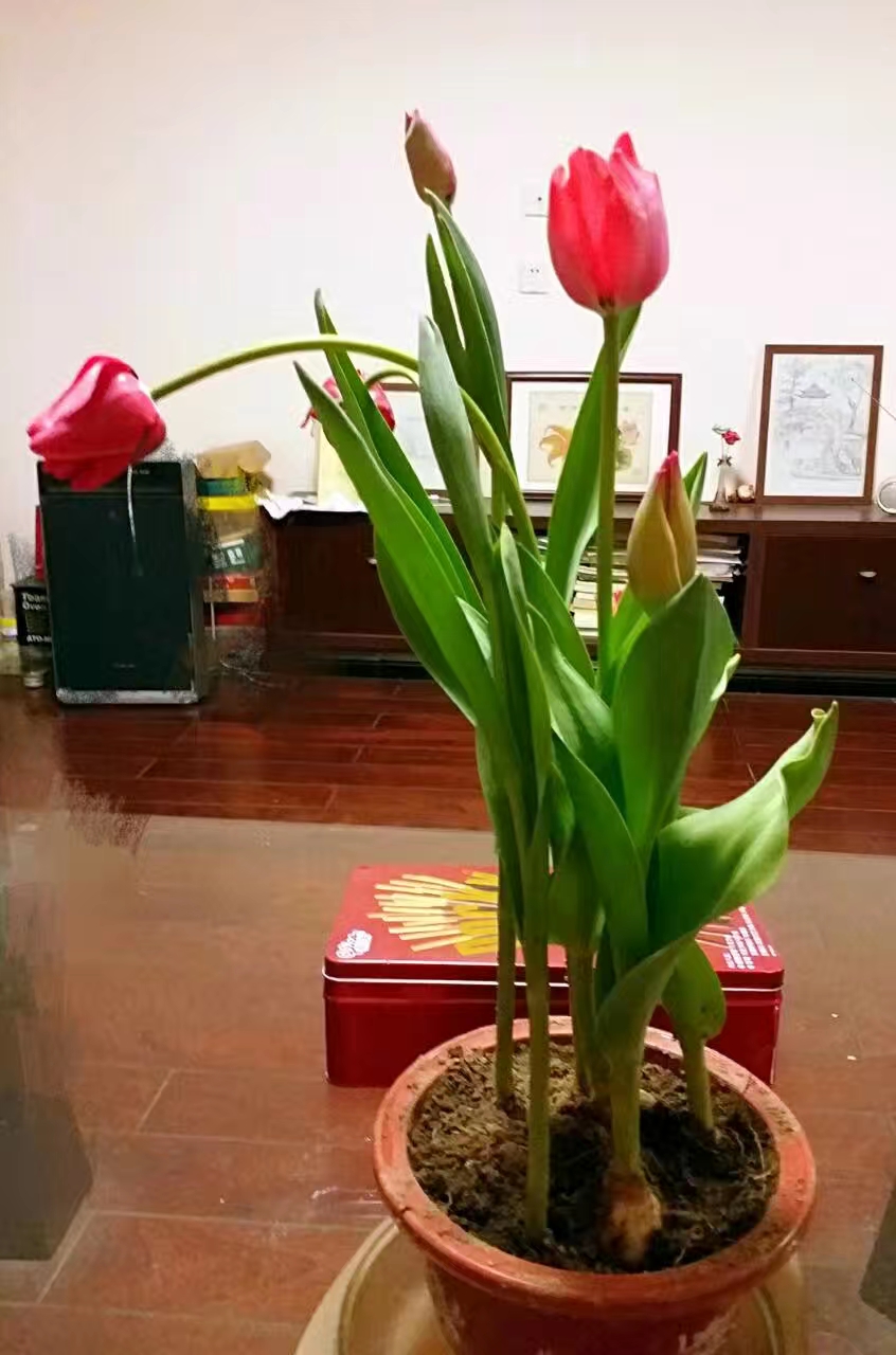 受惊，悠闲，突破—退休老阿姨的2020感受