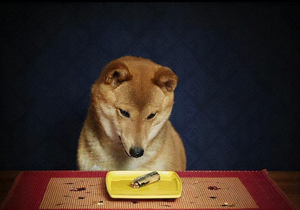 狗狗生理期20多天了还没完正常吗,狗狗生理期20天了还有分泌物