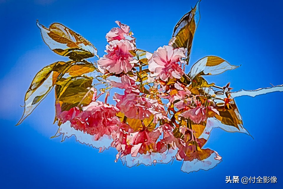 北京国际鲜花港门票优惠,北京国际鲜花港夏天