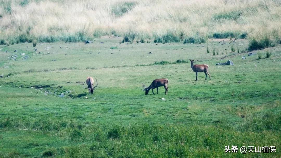 乌鲁木齐90后的南门回忆,乌鲁木齐人民公园记忆