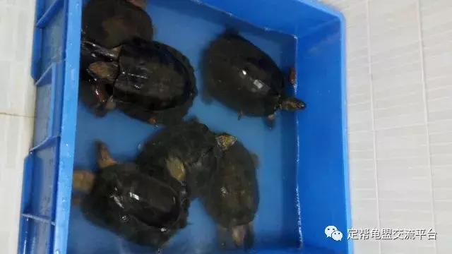 半水龟缸细致讲解,半水龟造景生态缸入门