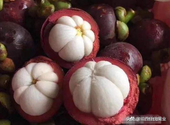 山竹选购秘籍挑选一颗完美的山竹,山竹怎么挑更甜一挑一个准