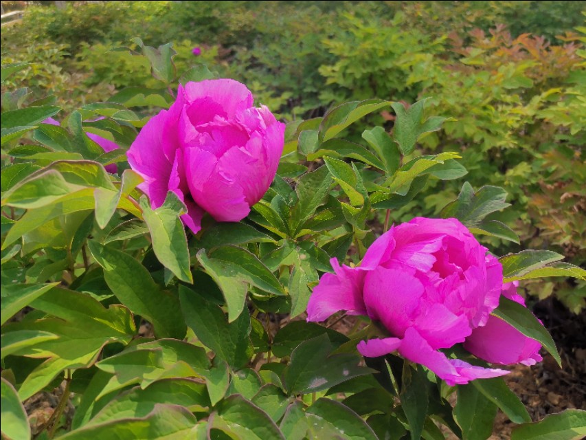 疫情期间隔离日记300字,隔离期间医护人员工作日记