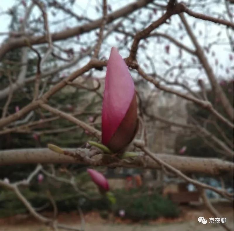 张虹｜玉兰花香且可食