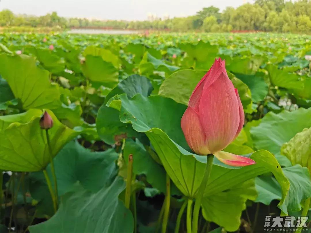 武汉科技大学理工学院,纺织大学跟武汉科技大学哪个好