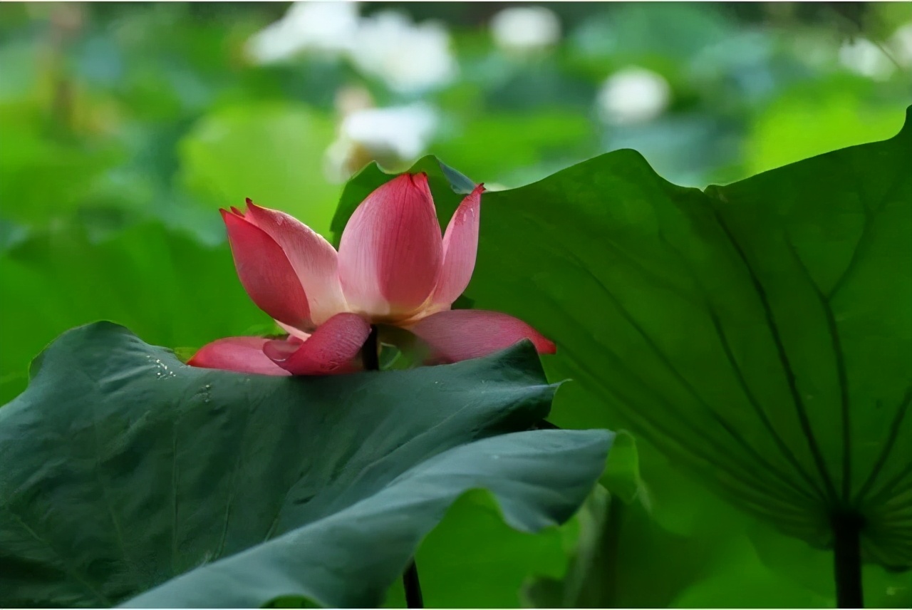 郑州荷花欣赏地点推荐,郑州赏荷最佳地点