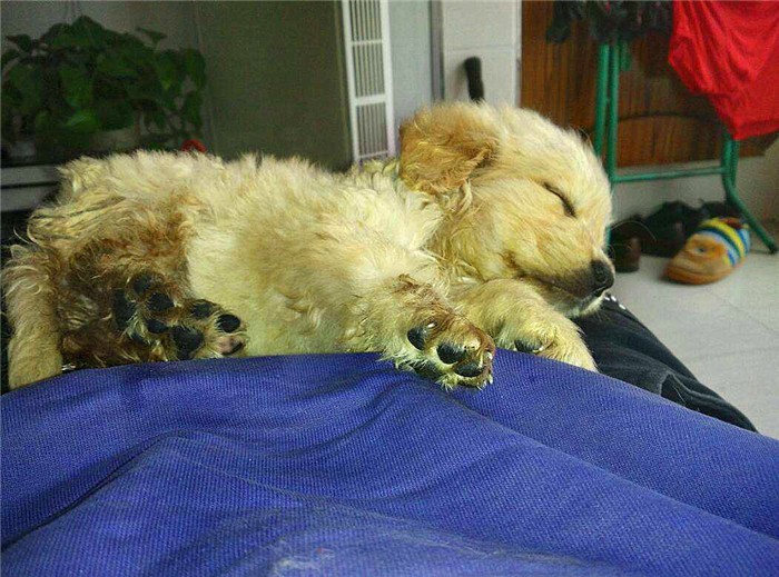 辟谣迷你狗的谣言,狗狗细小成犬后还会得吗