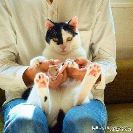 想要训练有效的基本原则,怎么训猫咪让它听话长记性