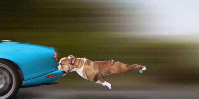 狗狗有骑行行为怎么办,狗狗突然喜欢去追车怎么办