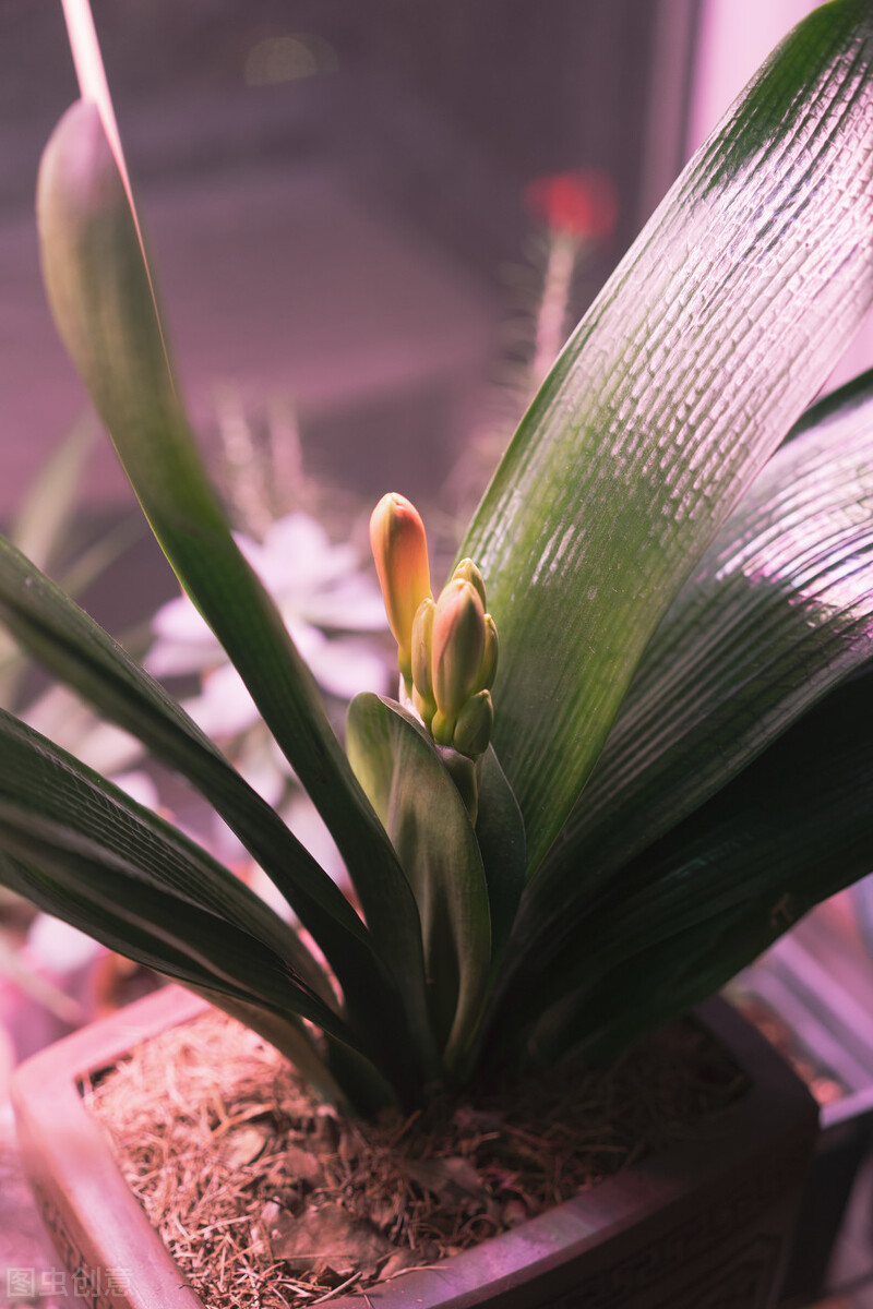 君子兰夏天的养殖方法和技巧,君子兰如何度夏最好养