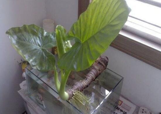 滴水观音烂根怎样处理,水培滴水观音不烂根土培就烂根